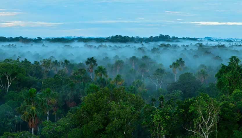 Brazil Rainforest