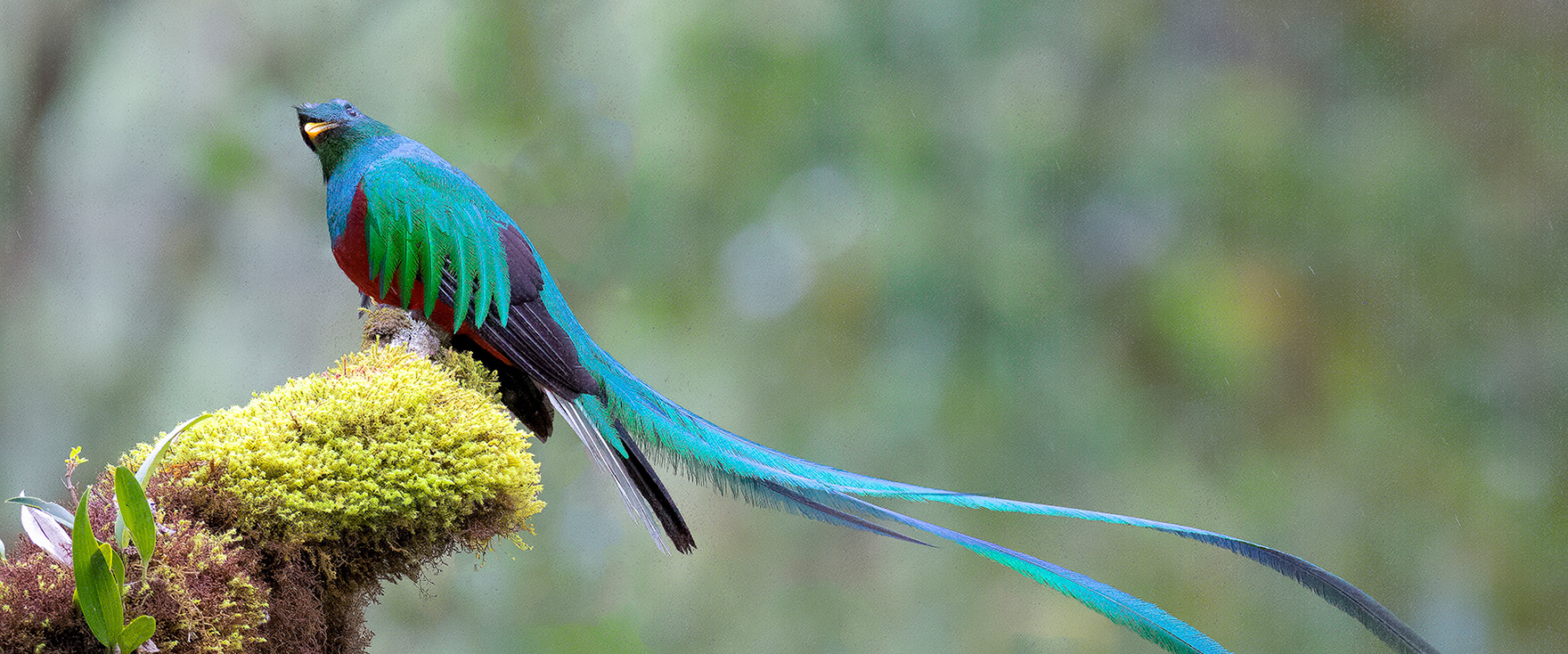 El Quetzale Copyright Lester Laforce 2019 HERO