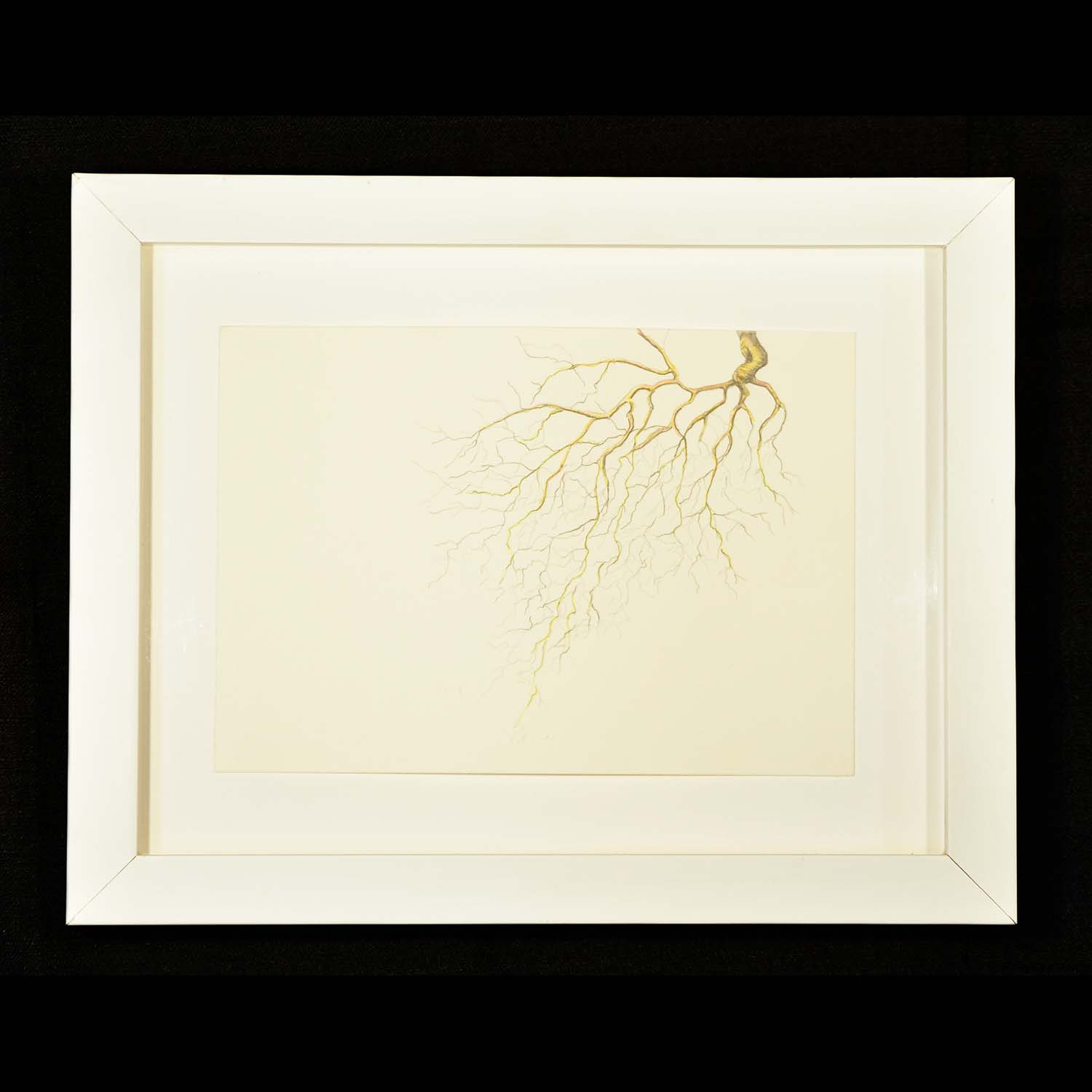 Rebecca Clark, Roots